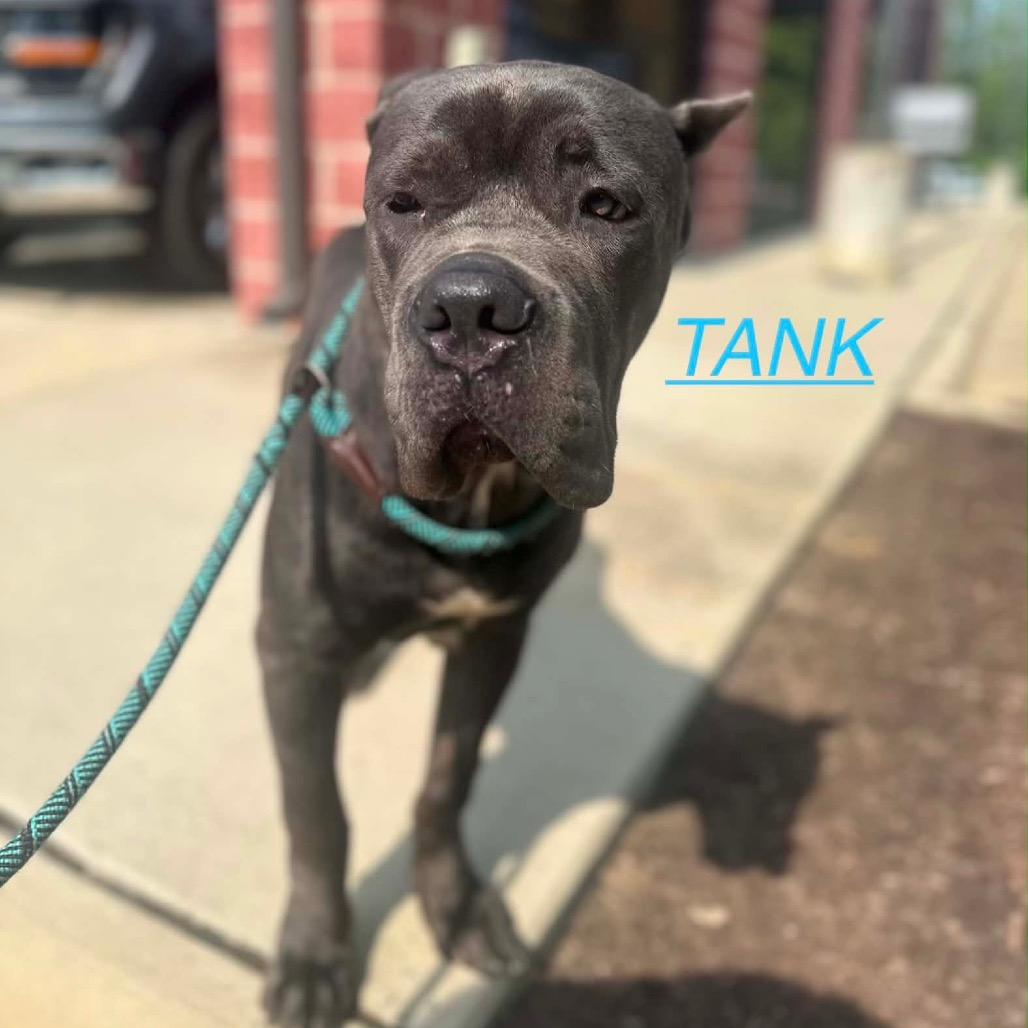 Enlarge Tank Jr., a Adoptable mixed breed in manchester, PA image 3/3