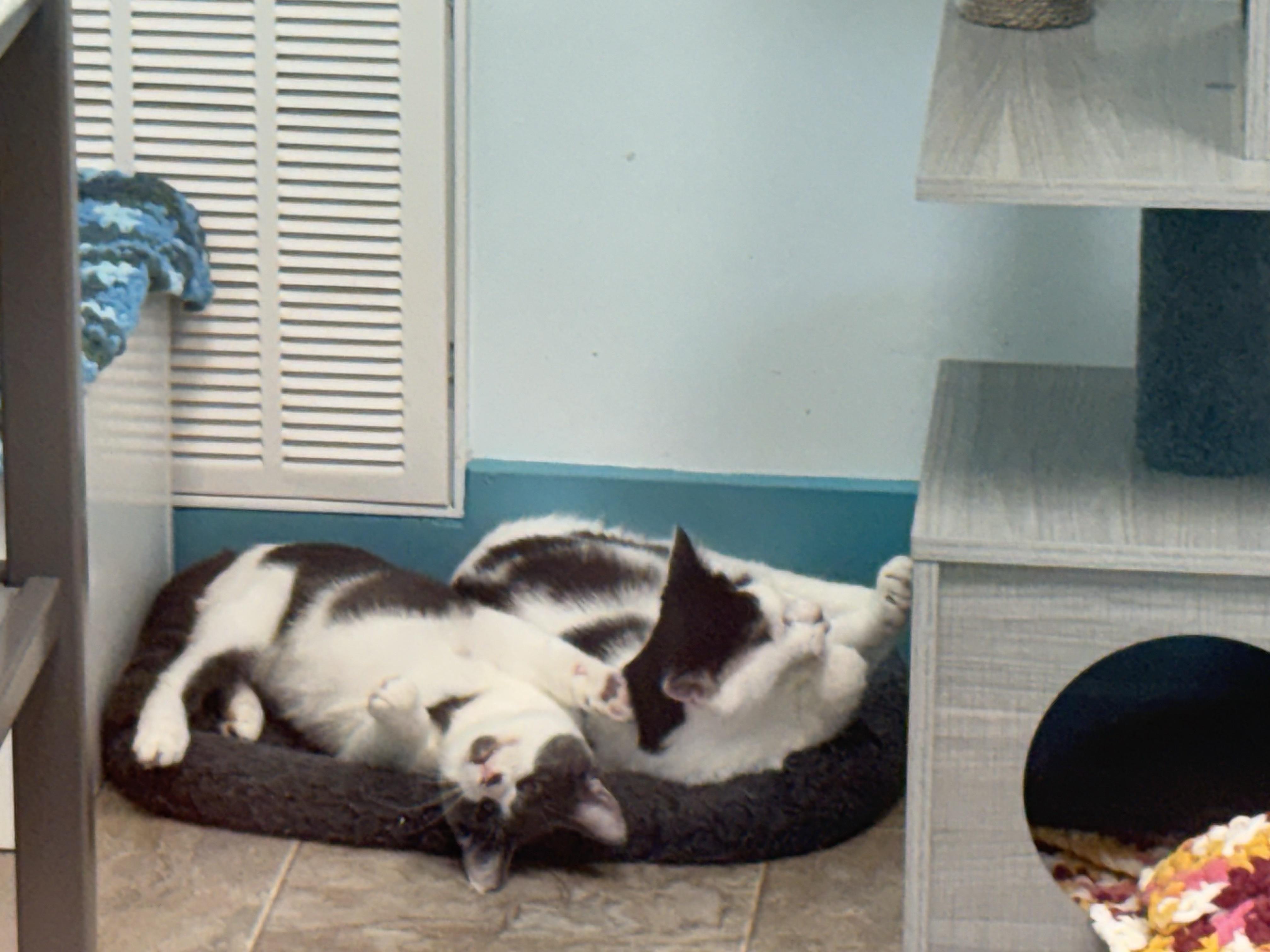 Enlarge Murray and Nico (bonded), a Adoptable Domestic Medium Hair in Grand Rapids, MI image 6/6