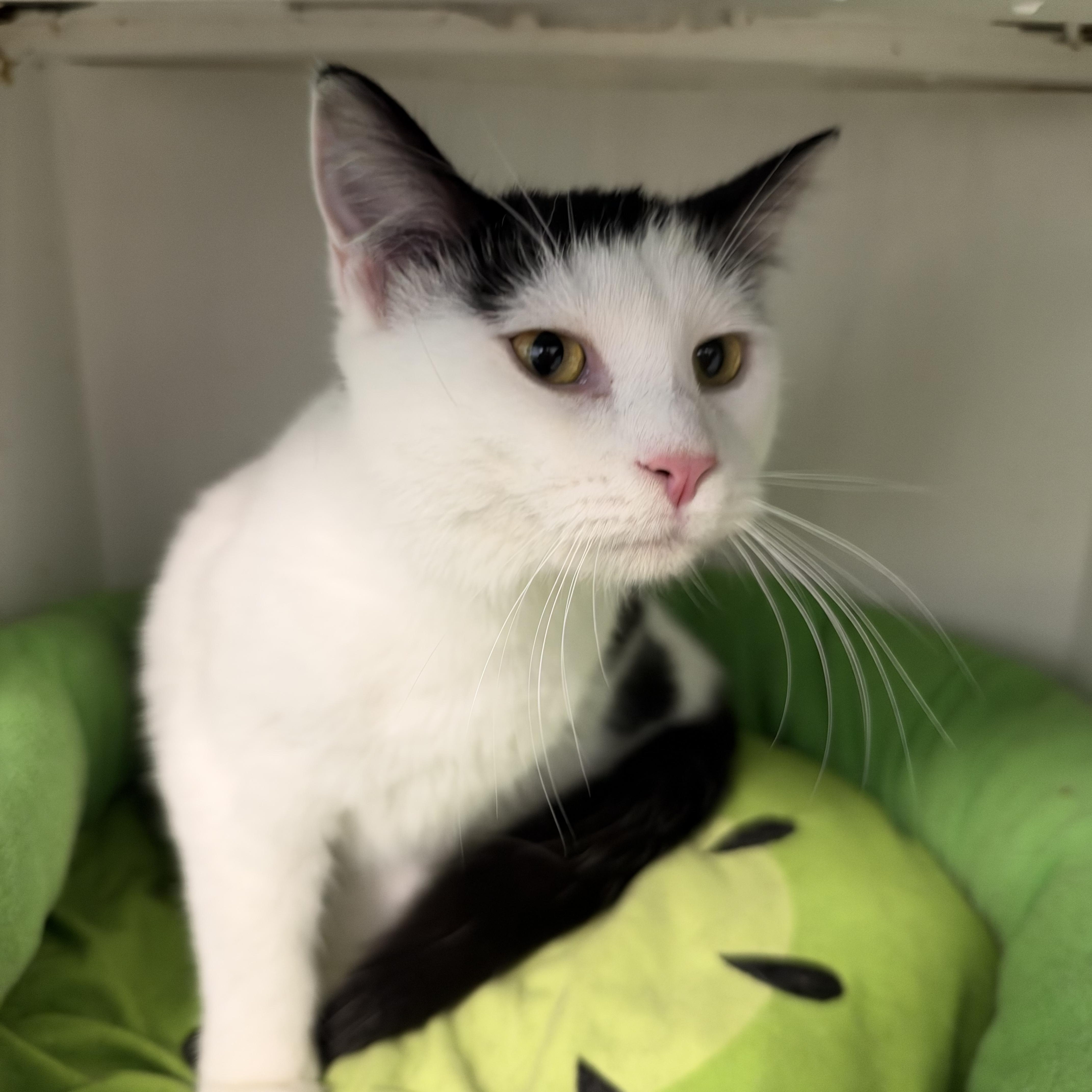 Murray and Nico (bonded), Adoptable, Kitten Male Domestic Medium Hair.