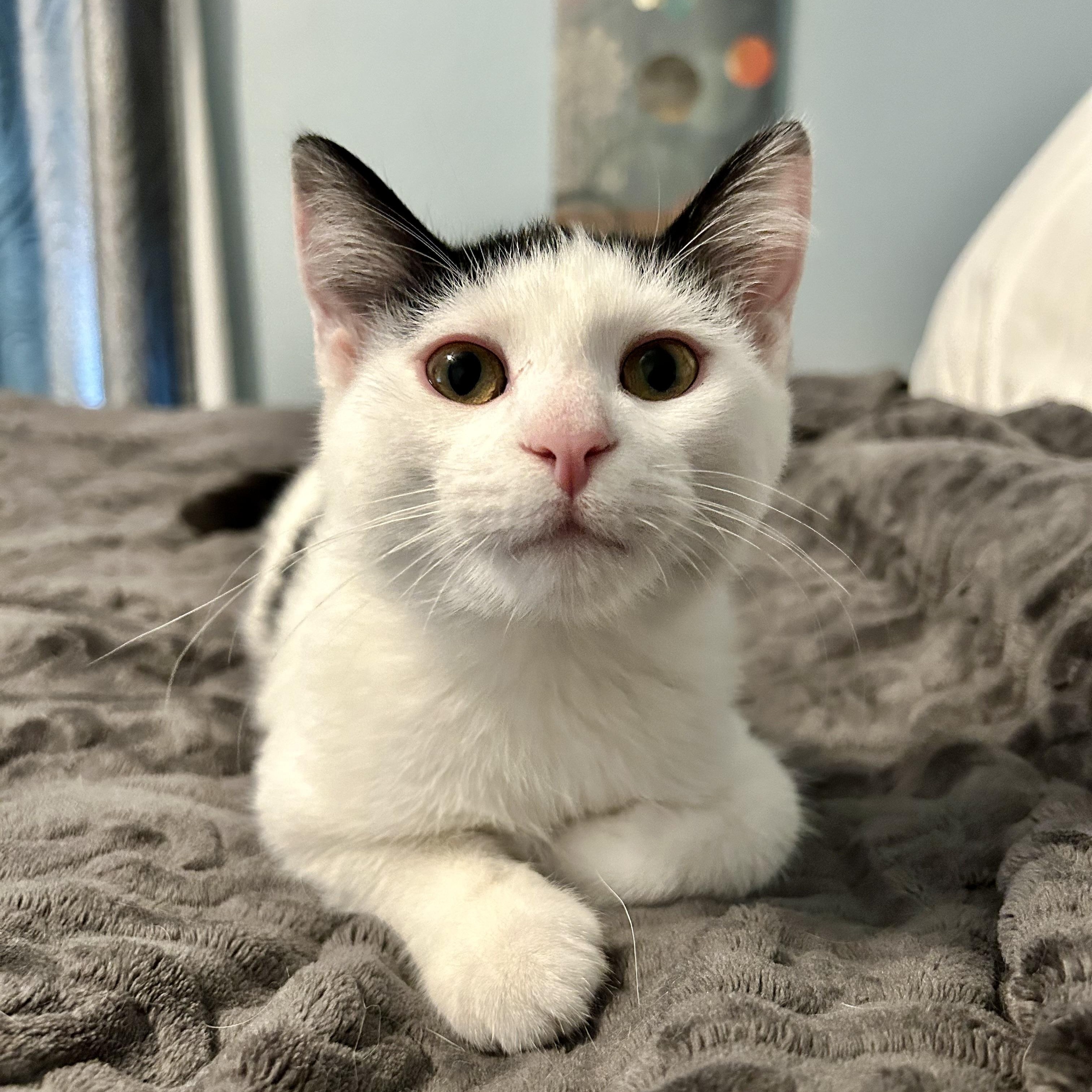 Enlarge Murray and Riley (bonded), a Adoptable Domestic Medium Hair in Grand Rapids, MI image 1/6