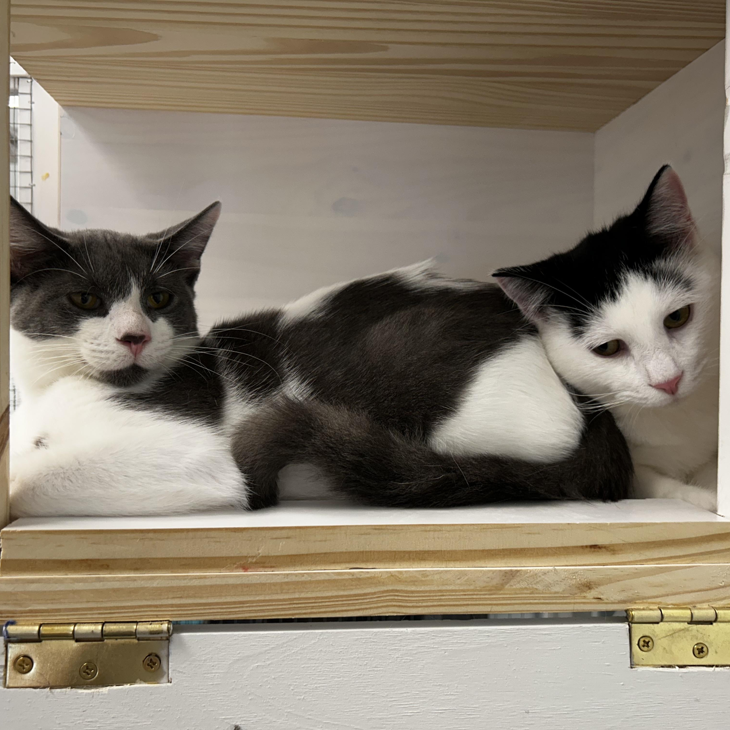 Enlarge Murray and Nico (bonded), a Adoptable Domestic Medium Hair in Grand Rapids, MI image 6/6