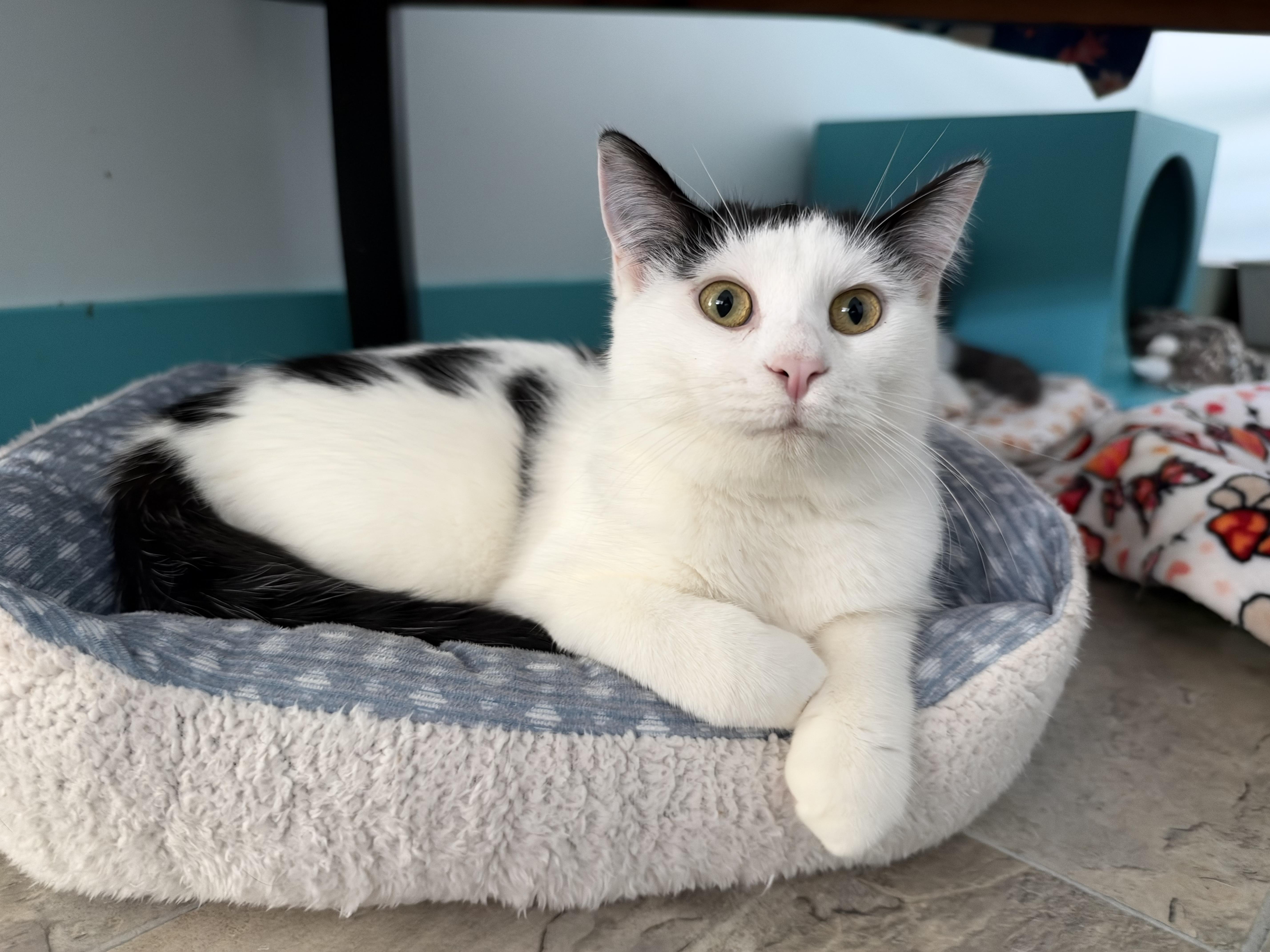 Enlarge Murray and Nico (bonded), a Adoptable Domestic Medium Hair in Grand Rapids, MI image 5/6