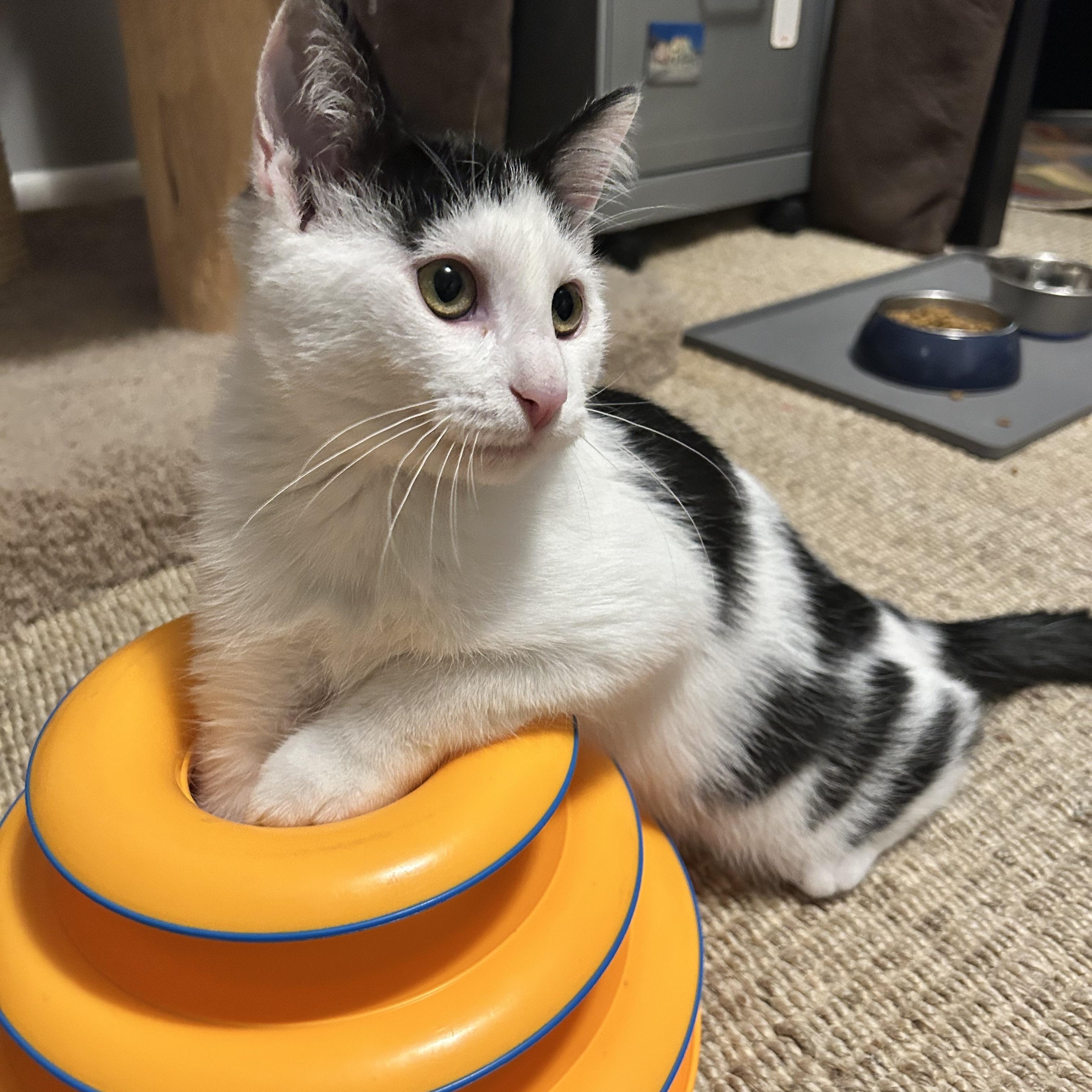 Murray, a Adoptable Domestic Medium Hair in Grand Rapids, MI image 2/6