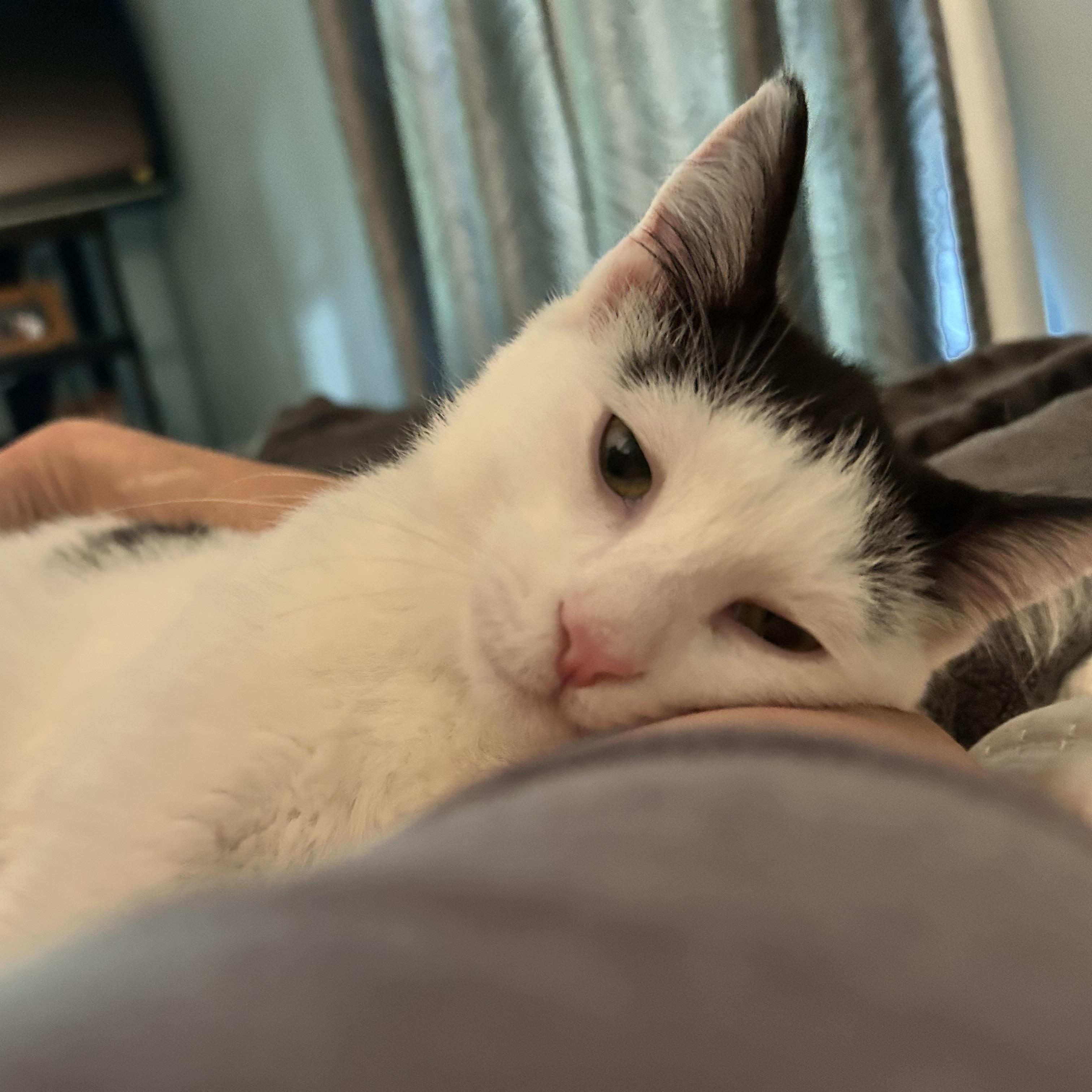 Enlarge Murray and Riley (bonded), a Adoptable Domestic Medium Hair in Grand Rapids, MI image 5/6