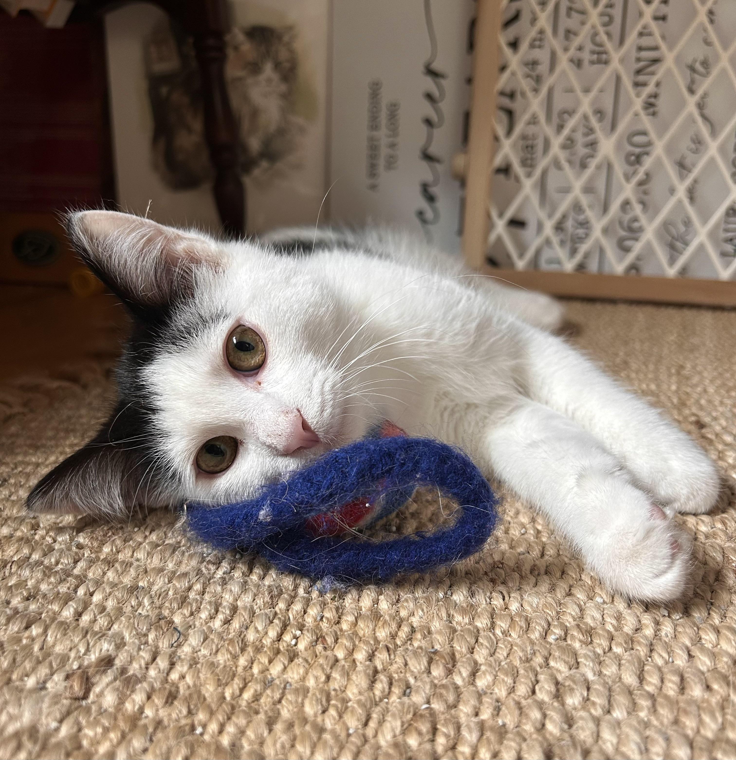Enlarge Murray and Riley (bonded), a Adoptable Domestic Medium Hair in Grand Rapids, MI image 3/6