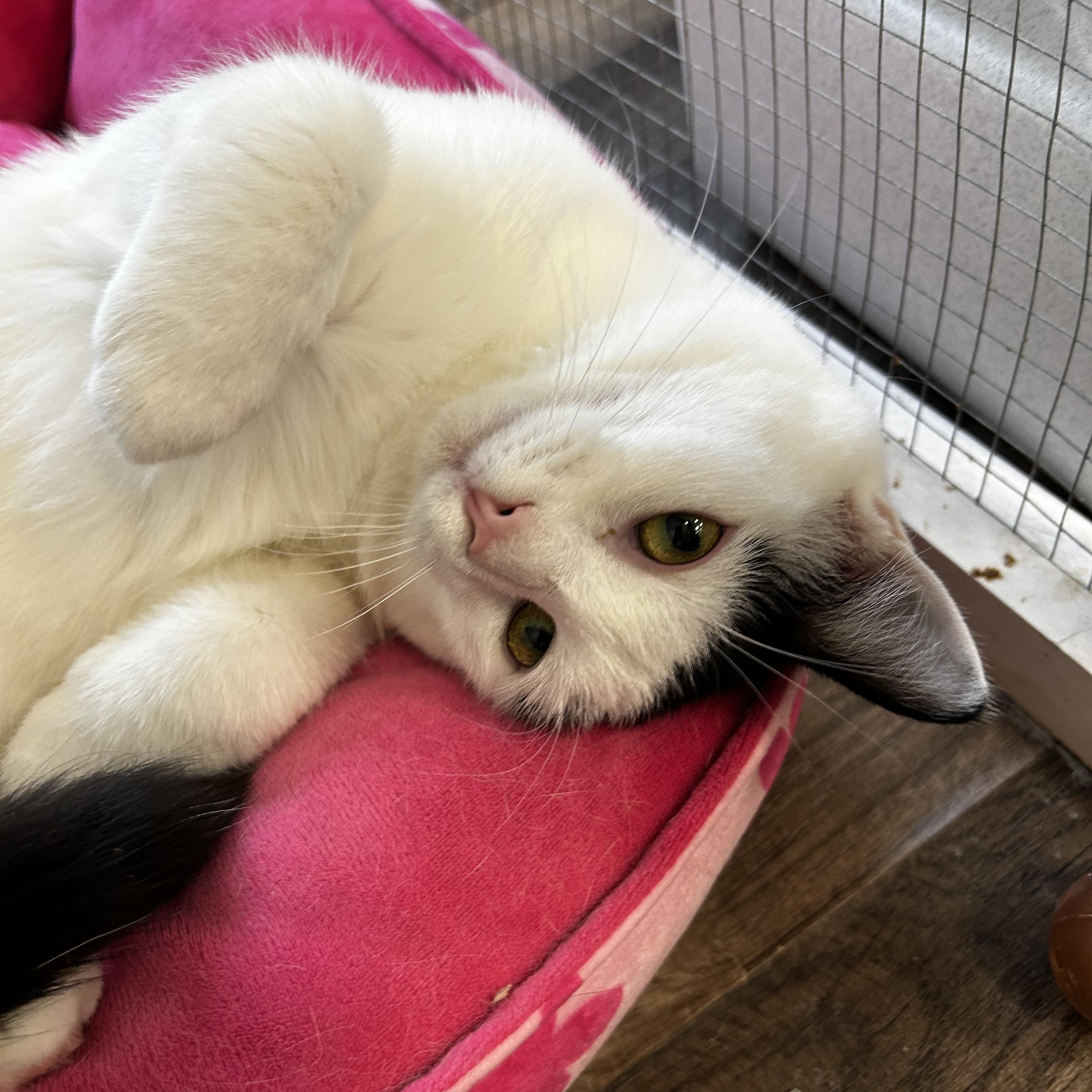 Enlarge Murray and Nico (bonded), a Adoptable Domestic Medium Hair in Grand Rapids, MI image 5/6
