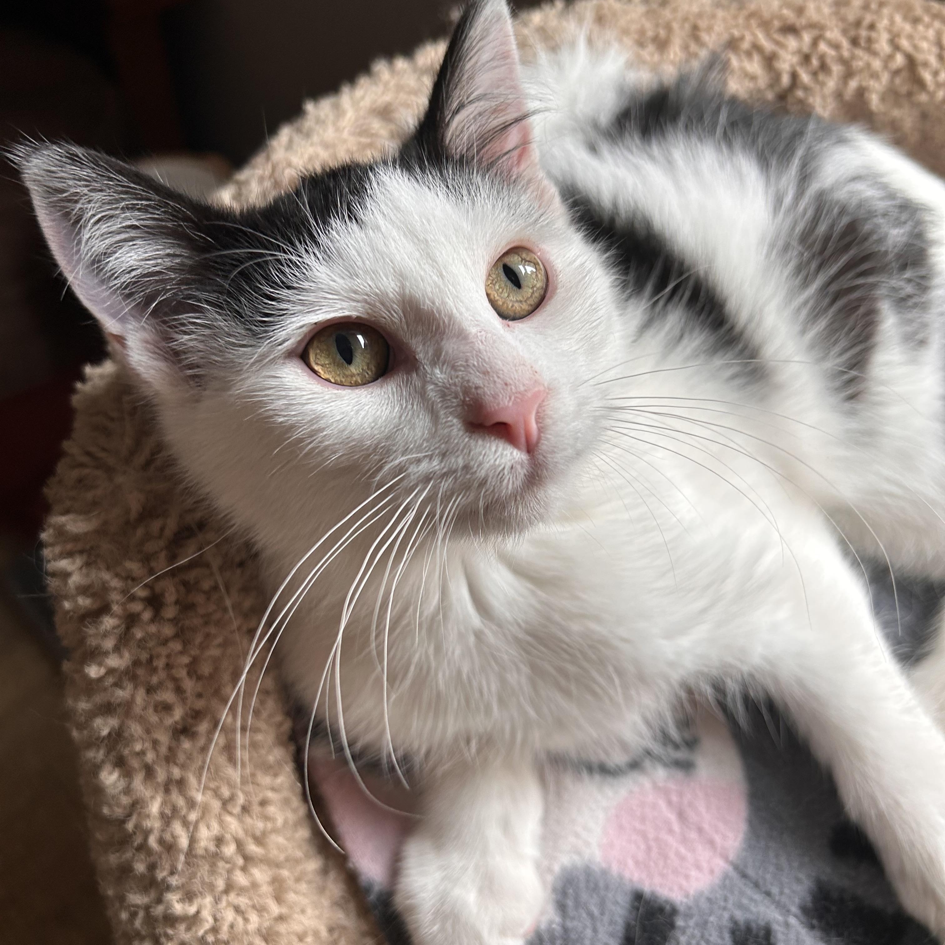 Enlarge Murray and Riley (bonded), a Adoptable Domestic Medium Hair in Grand Rapids, MI image 4/6