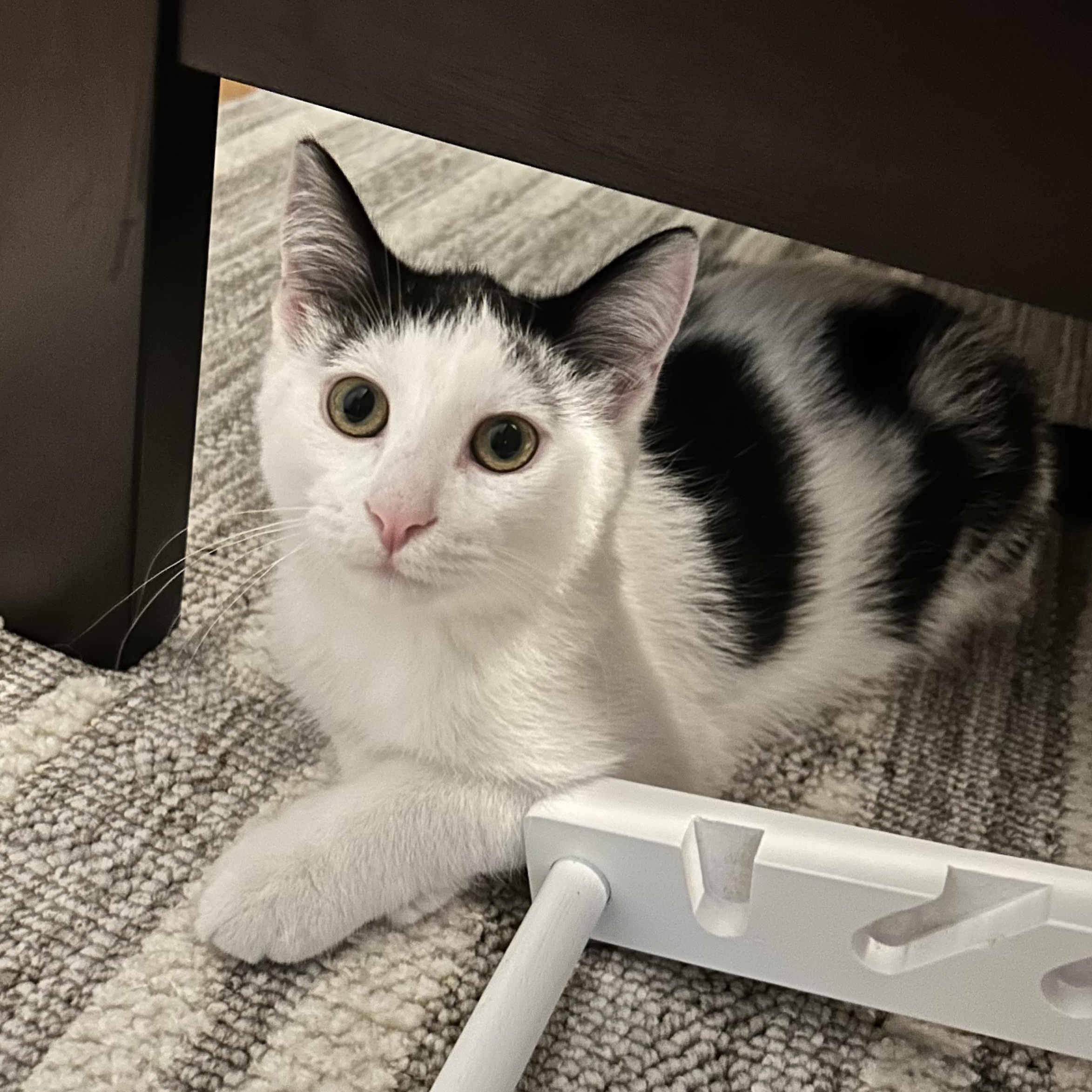 Enlarge Murray and Riley (bonded), a Adoptable Domestic Medium Hair in Grand Rapids, MI image 2/6