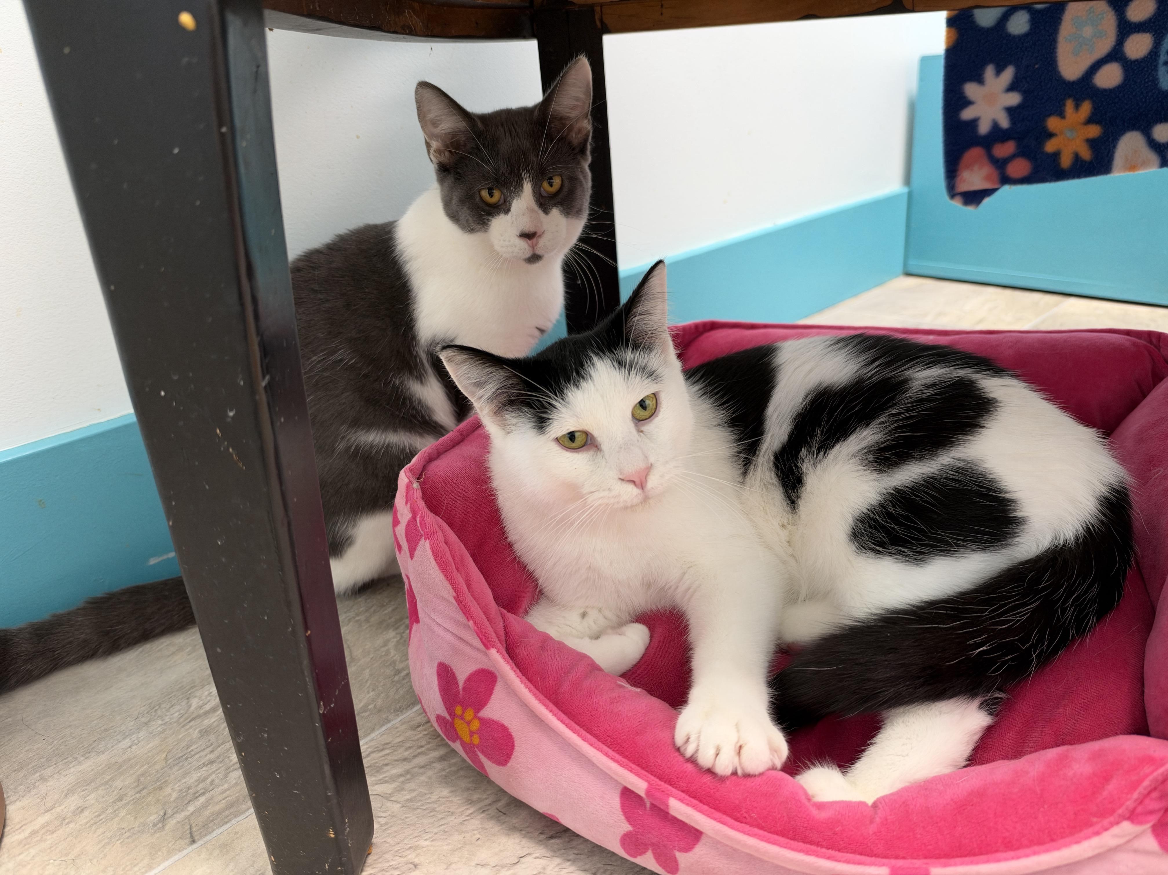 Enlarge Murray and Nico (bonded), a Adoptable Domestic Medium Hair in Grand Rapids, MI image 6/6