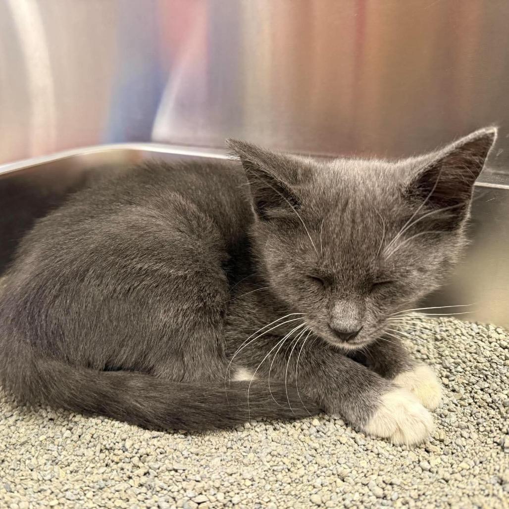 Enlarge Ashe, a Adoptable Domestic Short Hair in New Port Richey, FL image 1/1