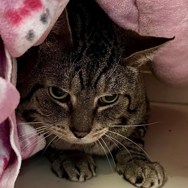 Dust, Adoptable, Adult Male Domestic Short Hair.