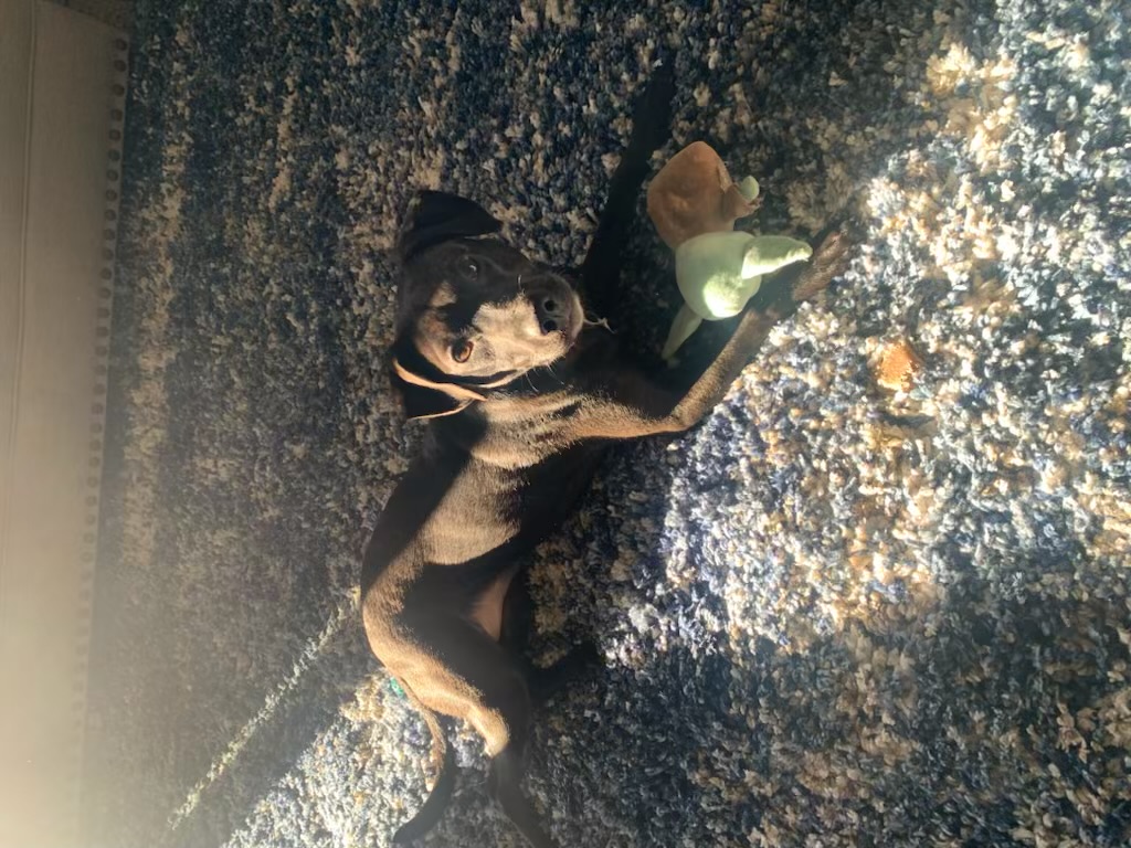 Harley, a Adoptable mixed breed in Alpharetta, GA image 6/8