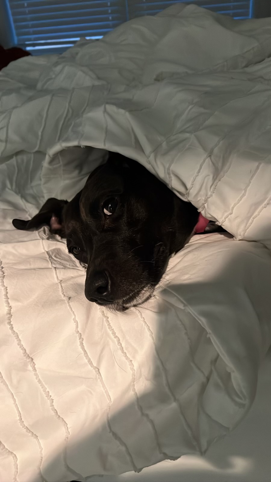 Harley, a Adoptable mixed breed in Alpharetta, GA image 2/8