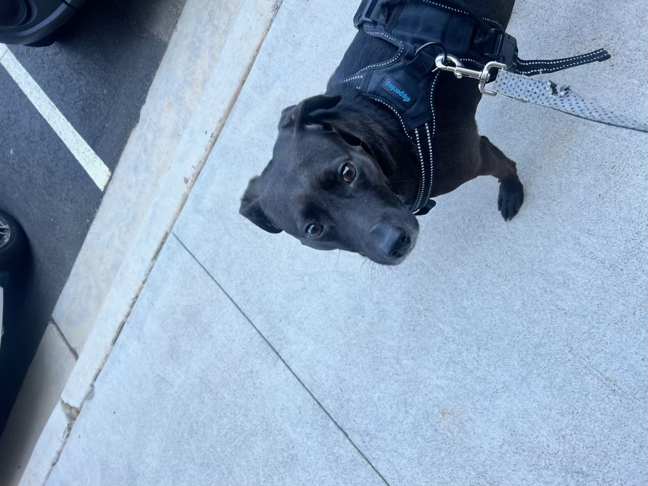 Harley, a Adoptable mixed breed in Alpharetta, GA image 4/8