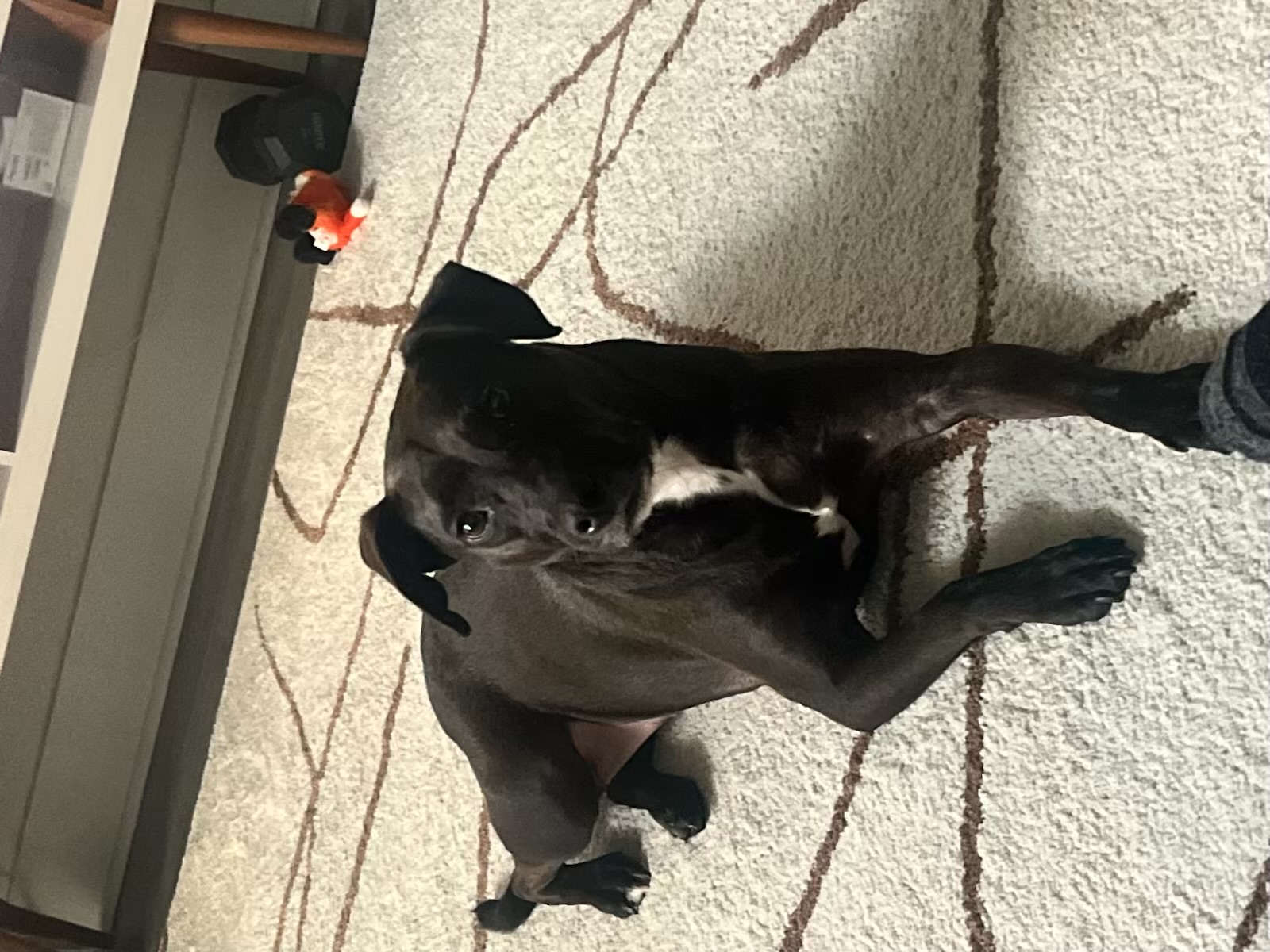 Harley