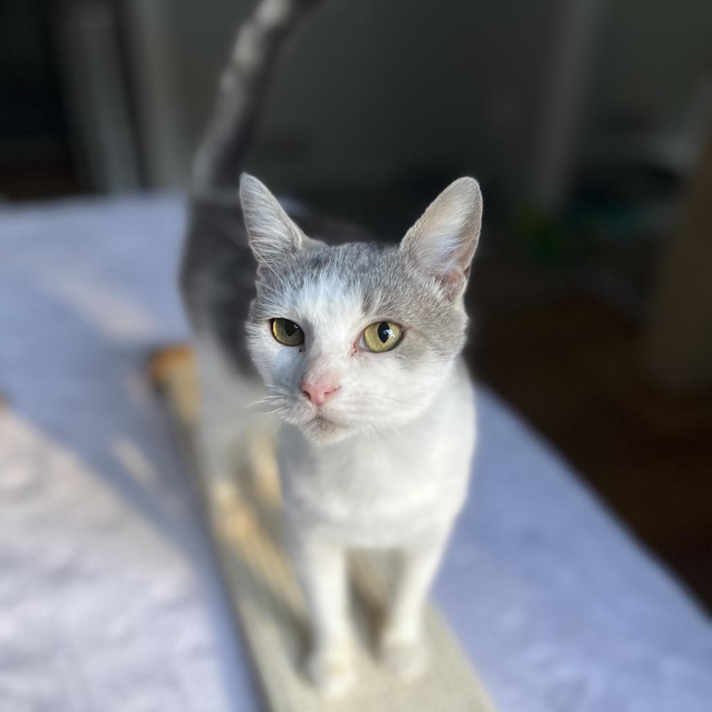 Dawn, Adoptable, Adult Female Domestic Short Hair.