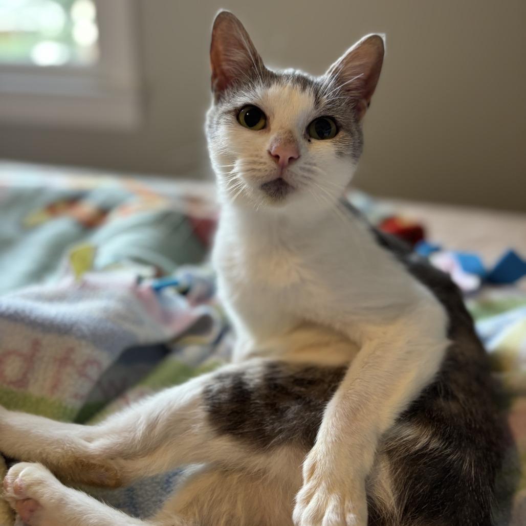 Enlarge Dawn, a Adoptable Domestic Short Hair in Fairfax Station, VA image 2/6