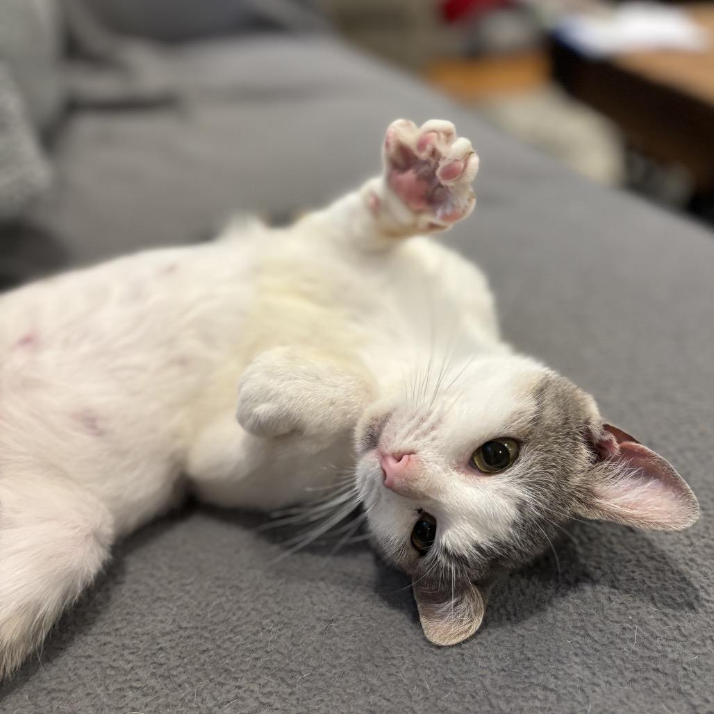 Enlarge Dawn, a Adoptable Domestic Short Hair in Fairfax Station, VA image 3/6