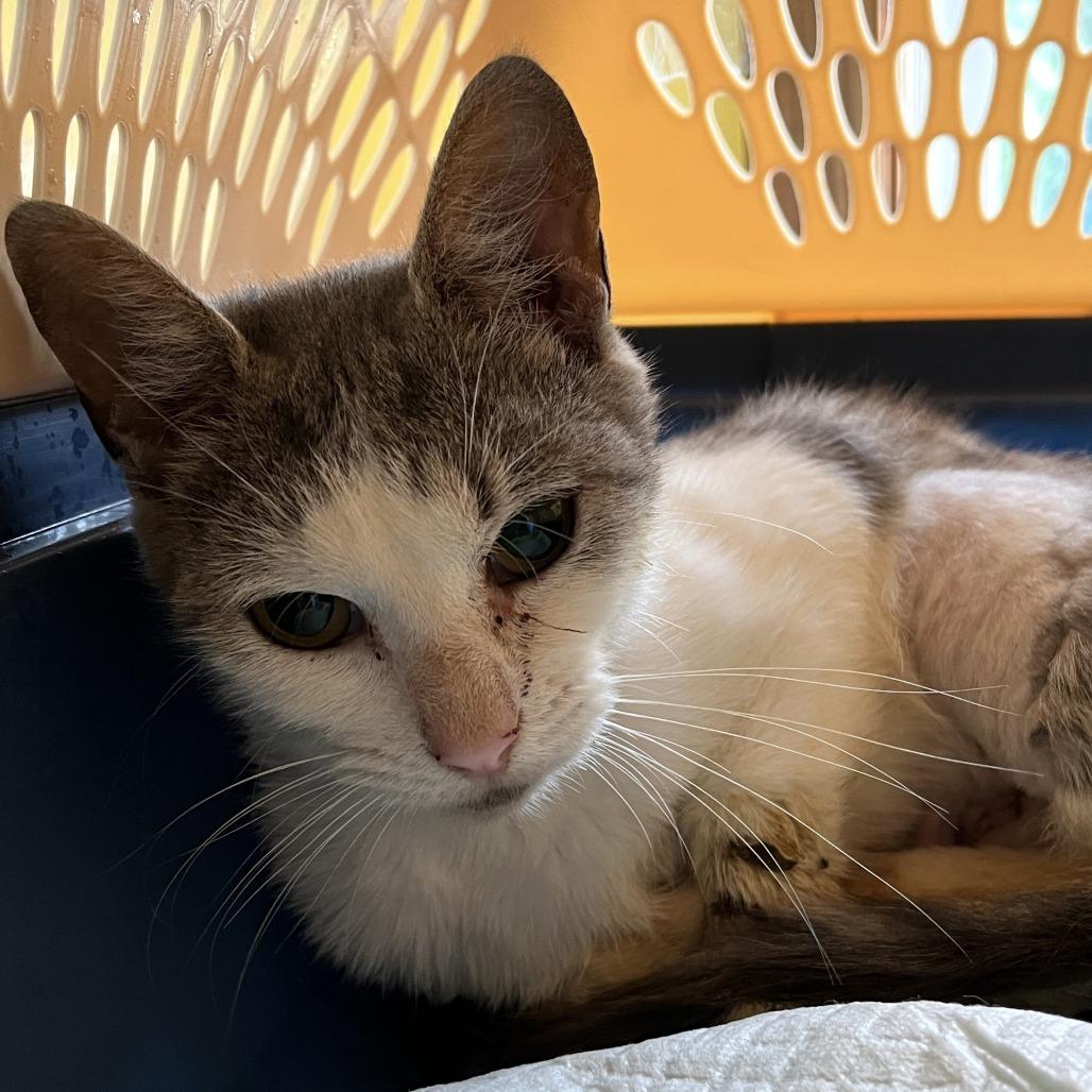 Enlarge Dawn, a Adoptable Domestic Short Hair in Fairfax Station, VA image 4/6