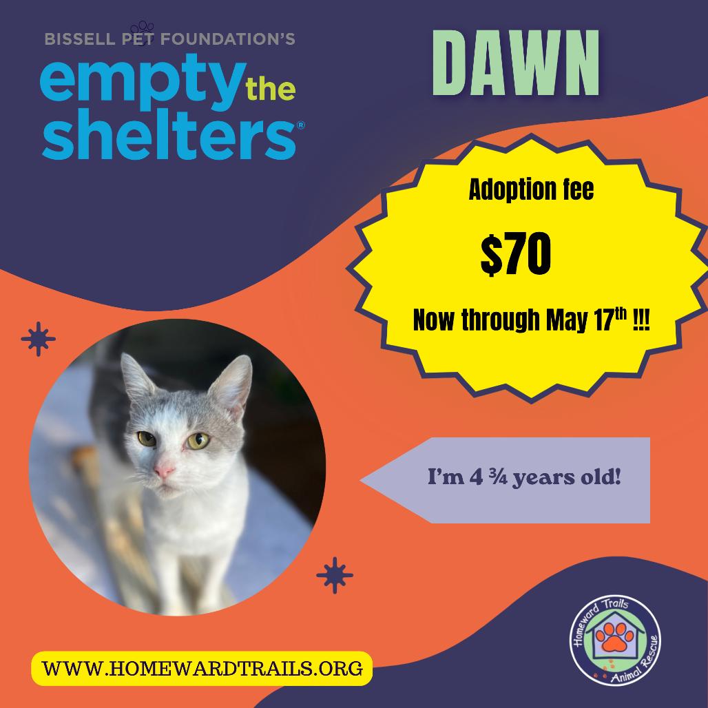 Enlarge Dawn, a Adoptable Domestic Short Hair in Fairfax Station, VA image 5/6