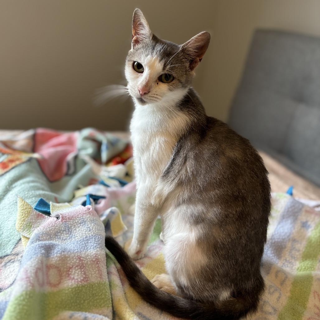 Enlarge Dawn, a Adoptable Domestic Short Hair in Fairfax Station, VA image 5/6