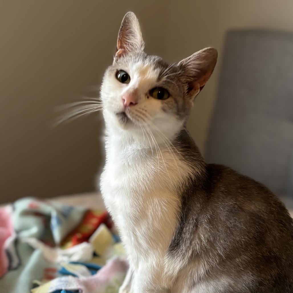 Dawn, a Adoptable Domestic Short Hair in Fairfax Station, VA image 5/6