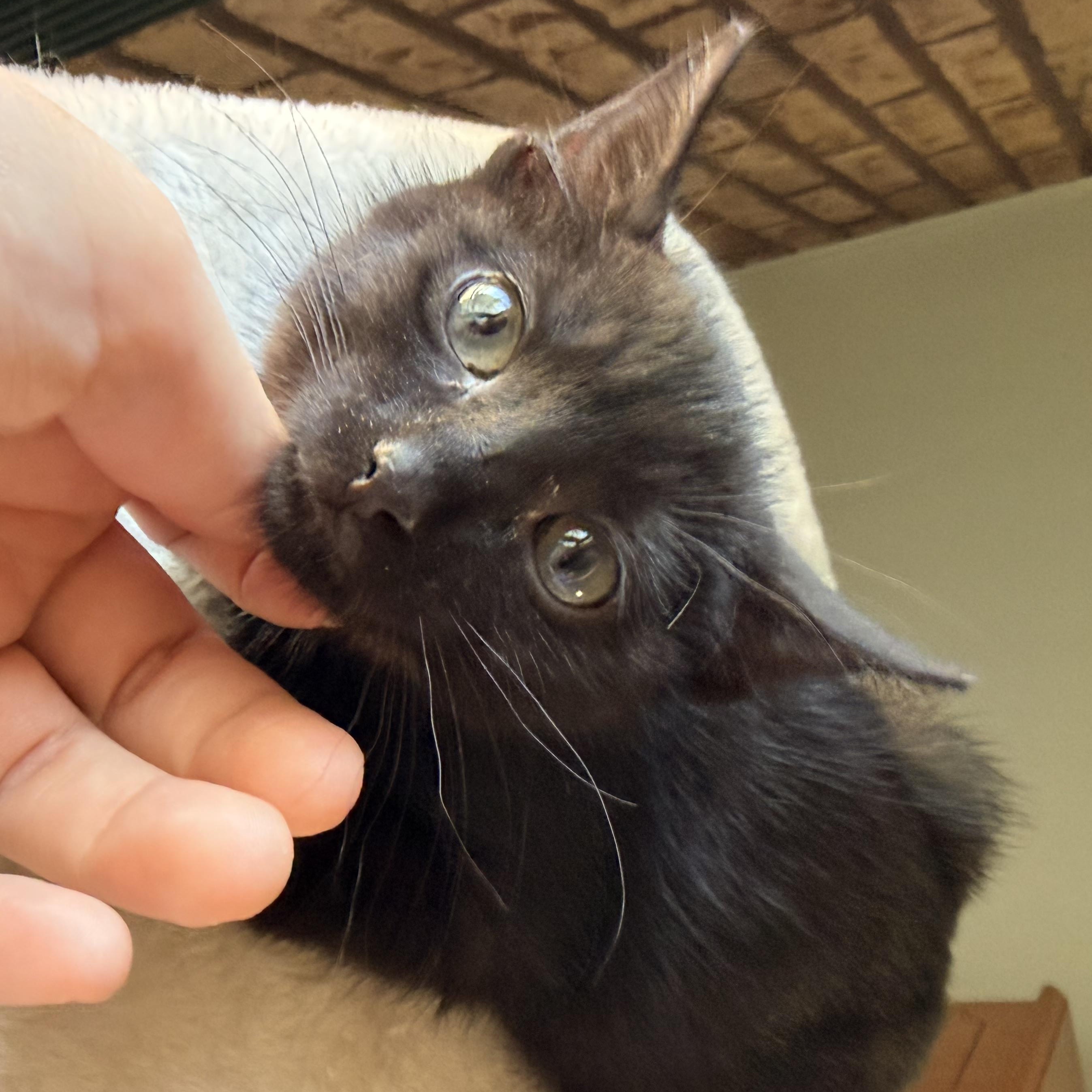 Enlarge Matcha, a Adoptable Domestic Short Hair in Scranton, PA image 2/6