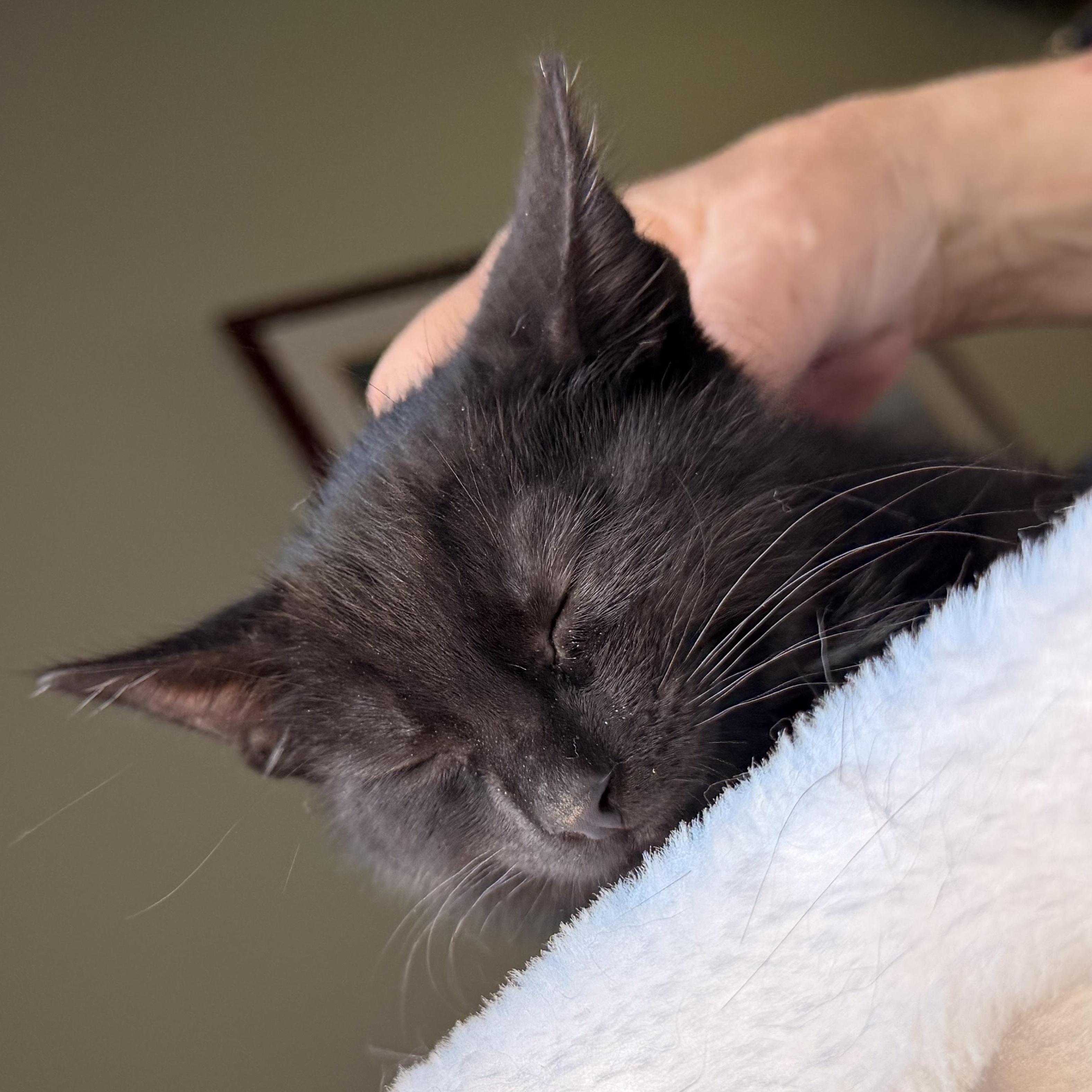 Enlarge Matcha, a Adoptable Domestic Short Hair in Scranton, PA image 3/6