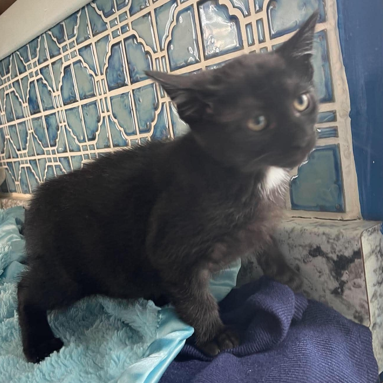 Enlarge Matcha, a Adoptable Domestic Short Hair in Scranton, PA image 5/6
