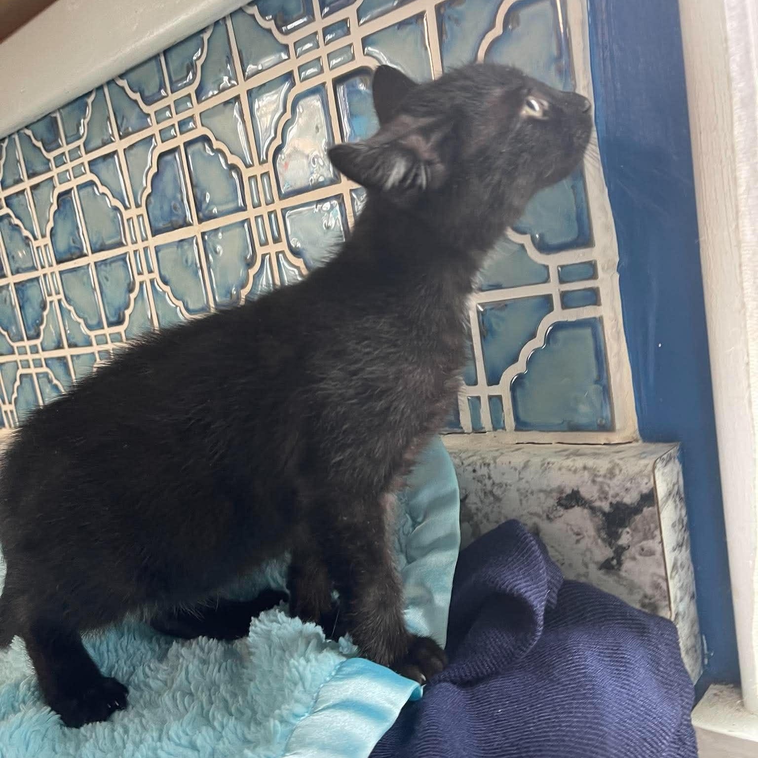 Enlarge Matcha, a Adoptable Domestic Short Hair in Scranton, PA image 6/6