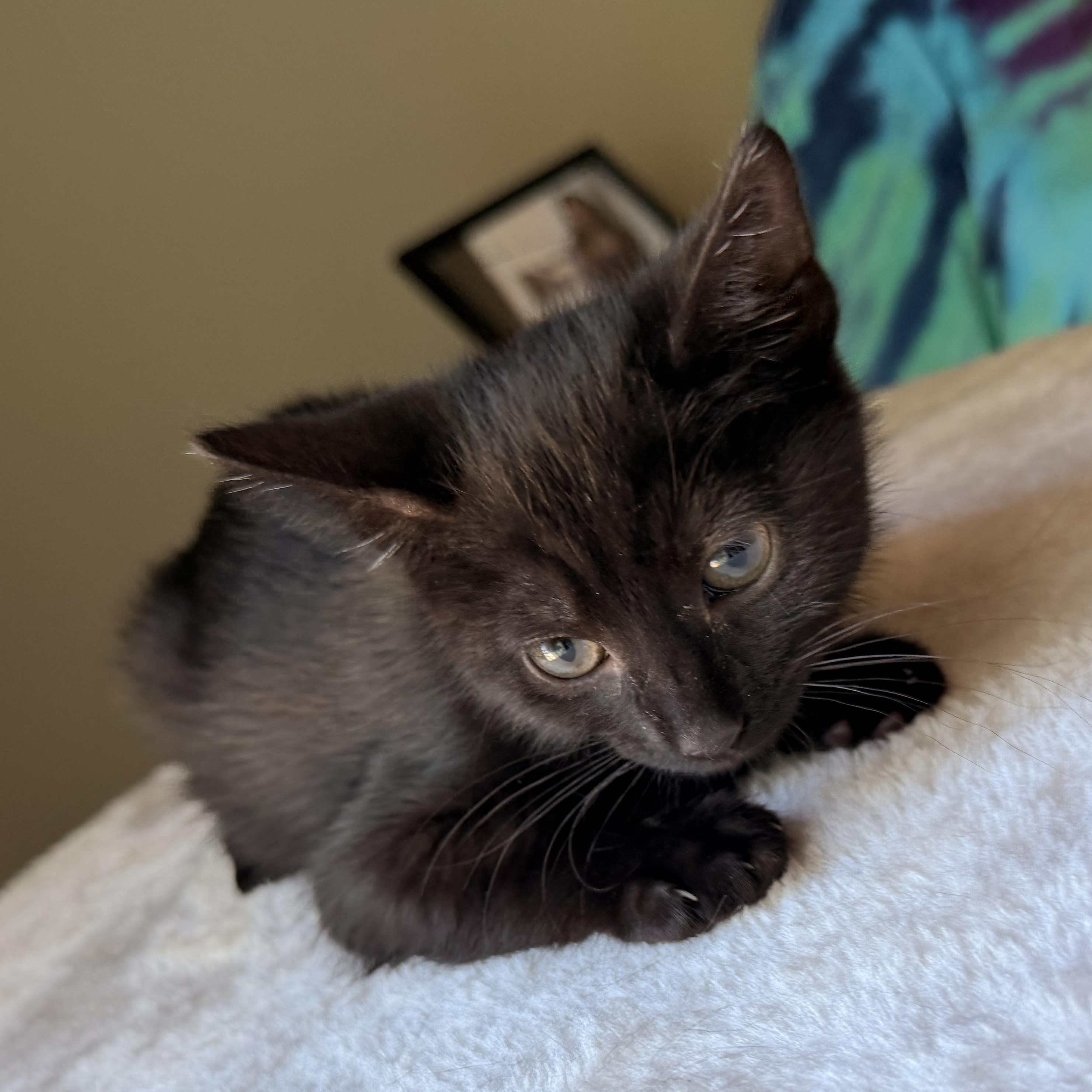 Enlarge Matcha, a Adoptable Domestic Short Hair in Scranton, PA image 1/6