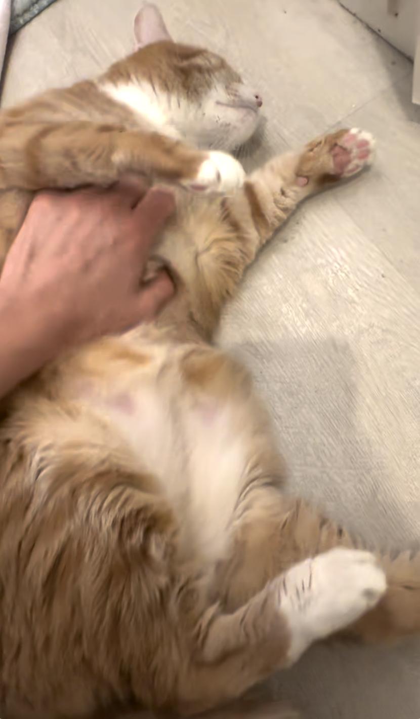 Tony, a Adoptable Domestic Medium Hair in Beverly Hills, CA image 3/3