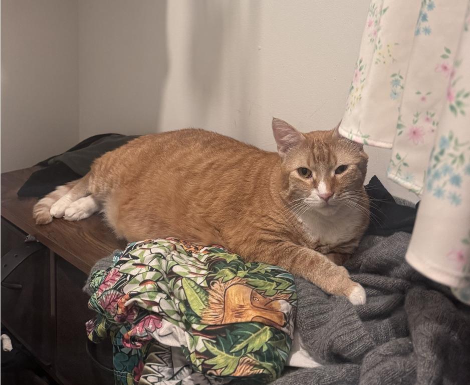 Tony, a Adoptable Domestic Medium Hair in Beverly Hills, CA image 1/3