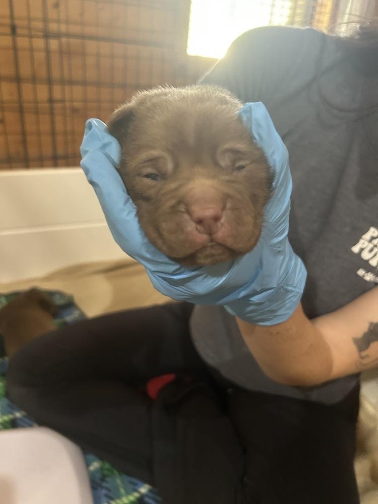 Fehervary / Chocolate Chip, Adopted, Puppy Male Labrador Retriever.