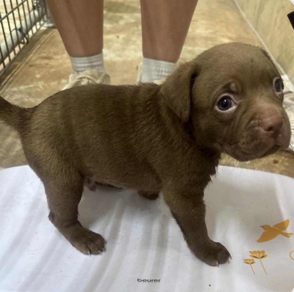 Enlarge Fehervary / Chocolate Chip, a Adopted mixed breed in Broomfield, CO image 2/3