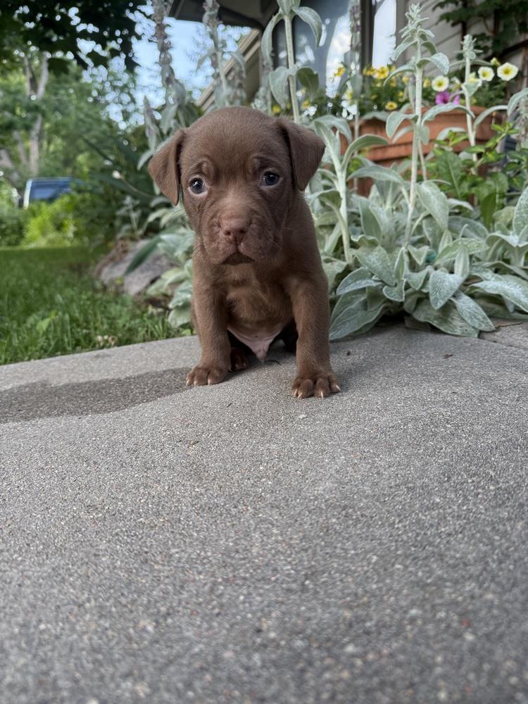 Enlarge Fehervary / Chocolate Chip, a Adopted mixed breed in Broomfield, CO image 3/3