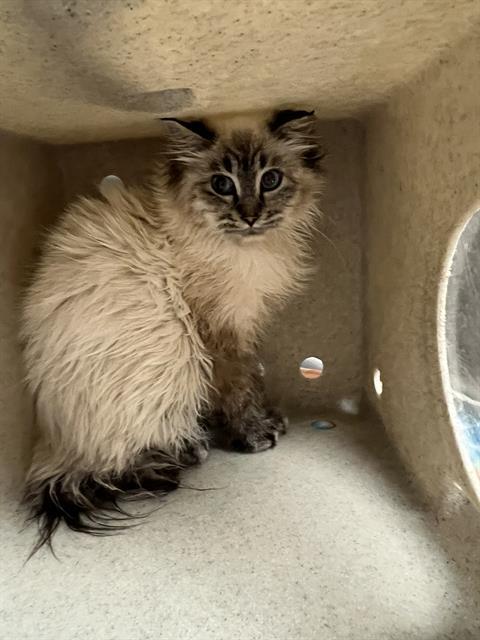 VIENNA, Adoptable, Young Female Domestic Medium Hair.