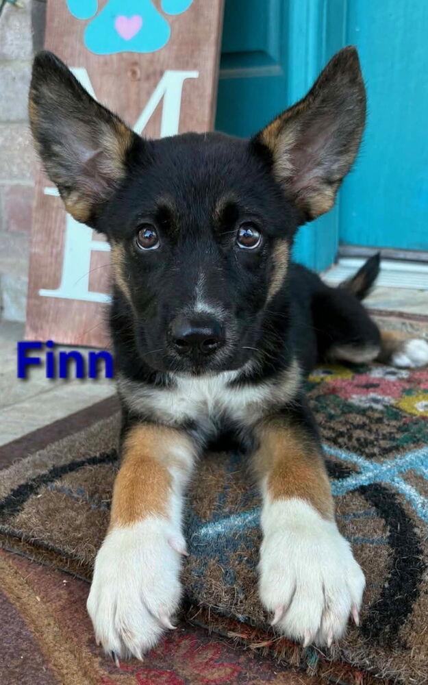 Finley, Adoptable, Puppy Male Shepherd & Hound.