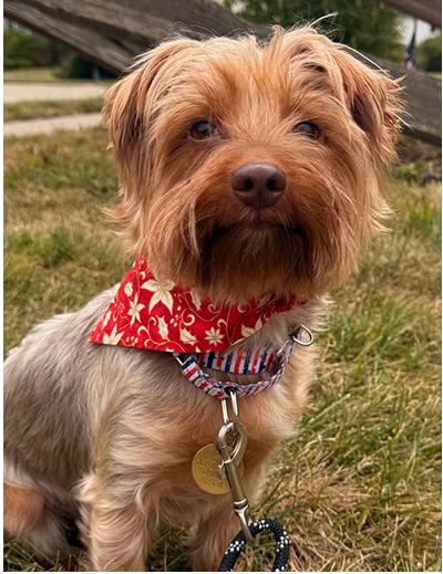 Latte, a Adoptable Yorkshire Terrier in Miamisburg, OH image 1/6