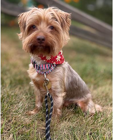 Latte, a Adoptable Yorkshire Terrier in Miamisburg, OH image 2/6