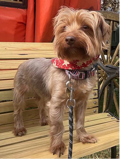 Latte, a Adoptable Yorkshire Terrier in Miamisburg, OH image 3/6