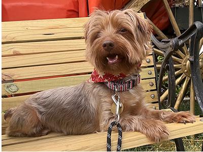 Latte, a Adoptable Yorkshire Terrier in Miamisburg, OH image 4/6