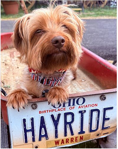 Latte, a Adoptable Yorkshire Terrier in Miamisburg, OH image 5/6