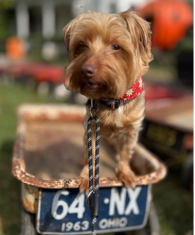 Latte, a Adoptable Yorkshire Terrier in Miamisburg, OH image 6/6