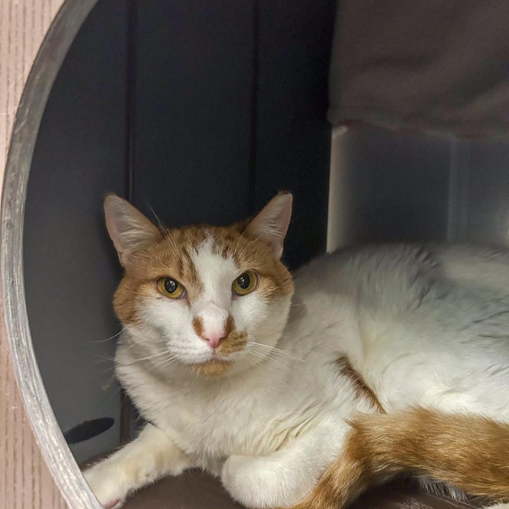 Manchi, Adoptable, Adult Male Domestic Short Hair.