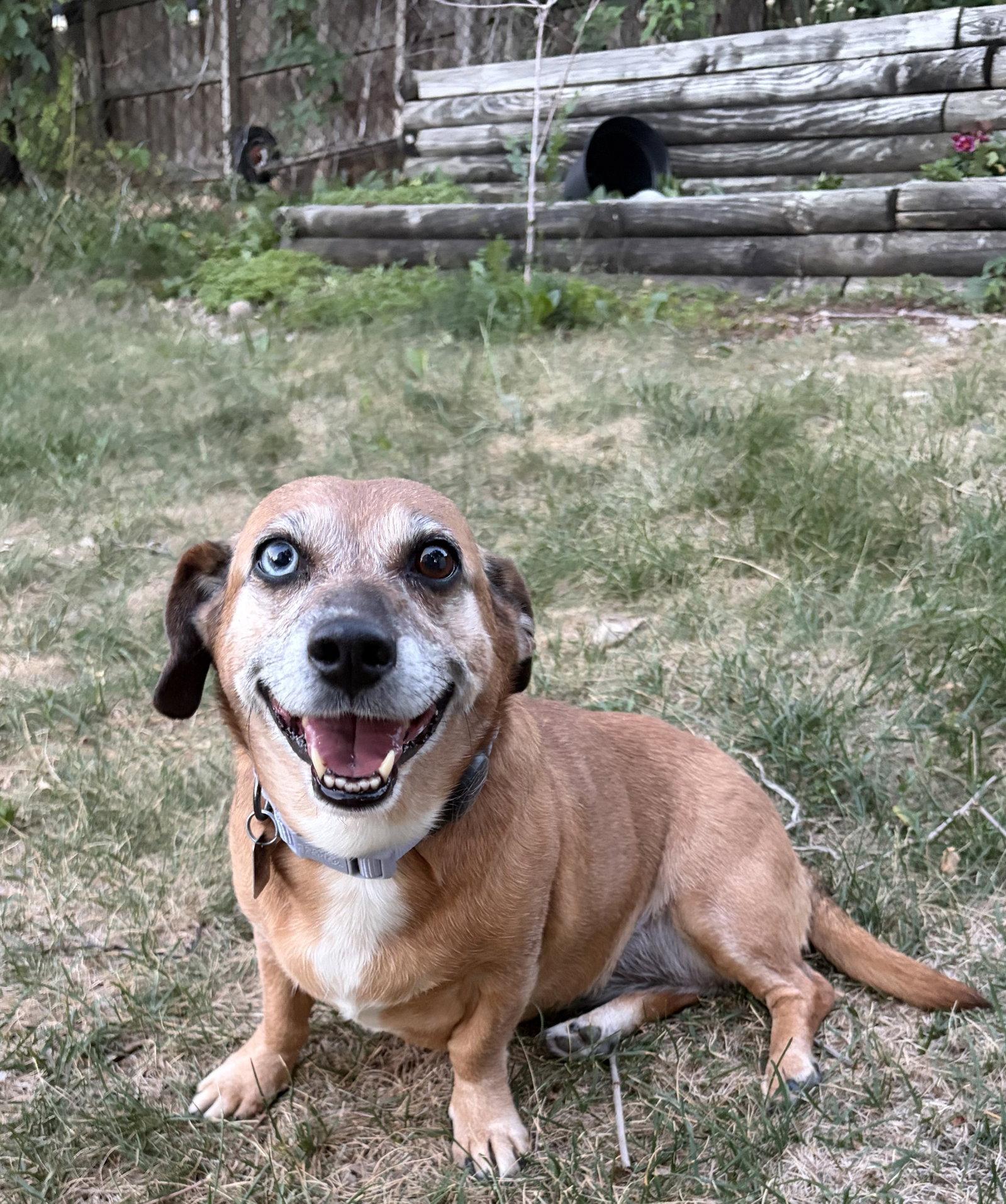 Mia, Adoptable, Adult Female Dachshund.