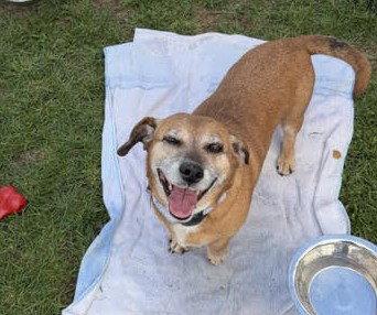 Enlarge Mia, a Adoptable Dachshund in Evergreen, CO image 2/3