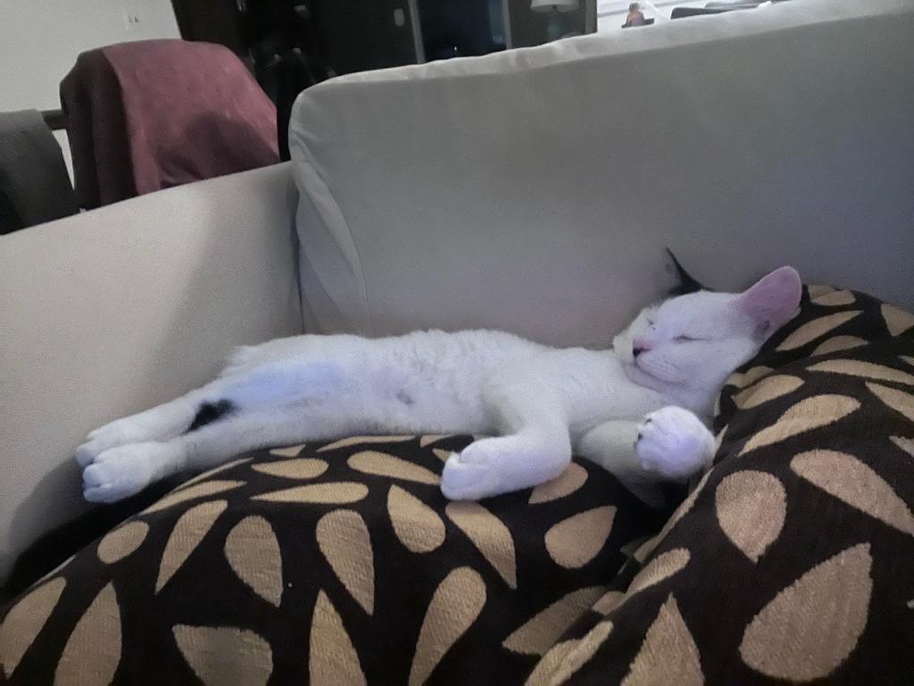 Max, Adoptable, Adult Male Domestic Short Hair.