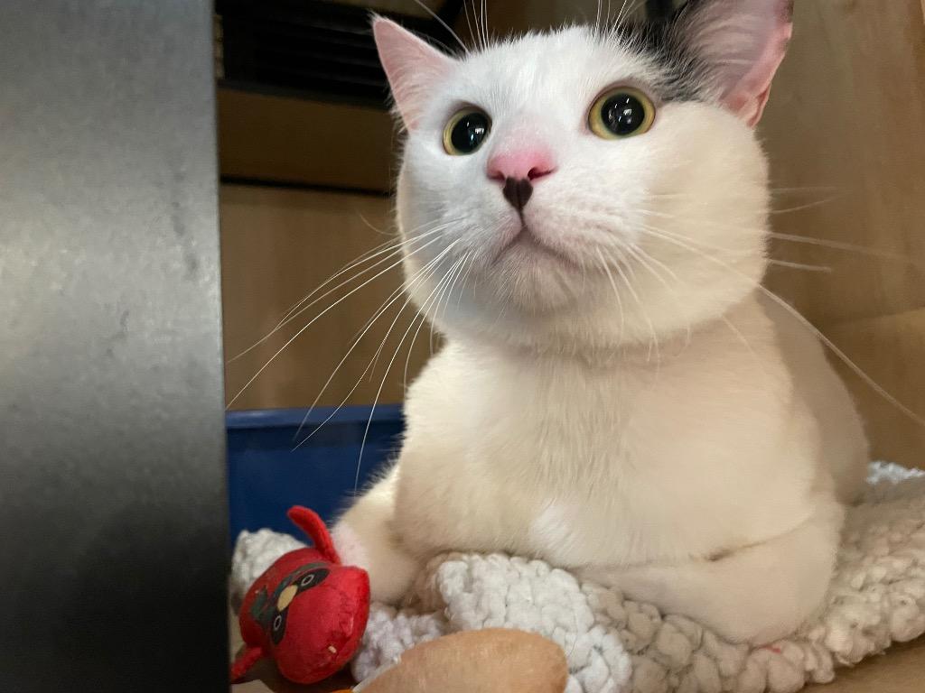 Enlarge Max, a Adoptable mixed breed in New York, NY image 2/3