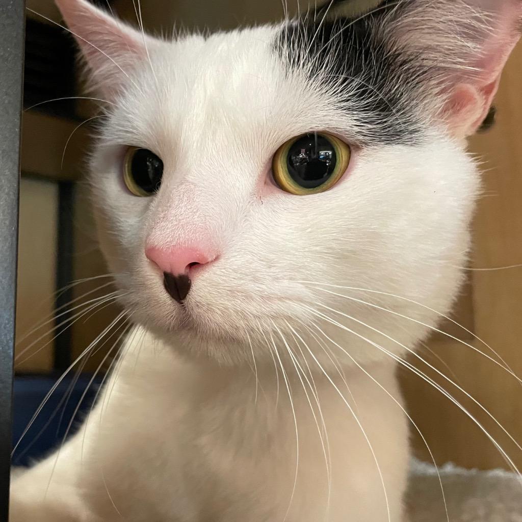 Enlarge Max, a Adoptable mixed breed in New York, NY image 3/3